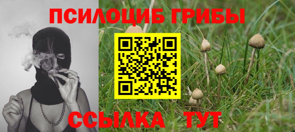 Псилоцибиновые грибы Psilocybe Красноуфимск